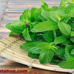 Craving Mint leaves during pregnancy