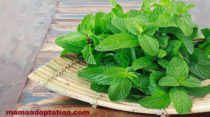 Craving Mint While Pregnant-Best Tips
